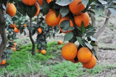 重慶地理標志農產品在《源味中國》亮相，四個區縣風味獨特